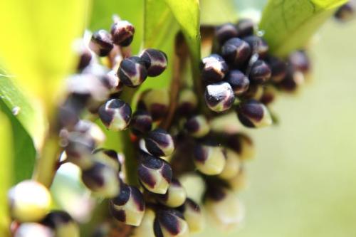 20160320 ビシャコ2.jpg