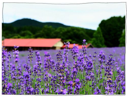 メナード青山リゾート　ラベンダー　ハーブガーデン