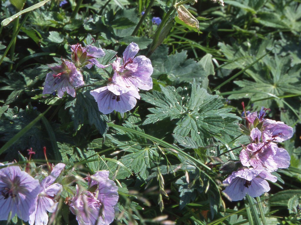 ハクサンフウロ