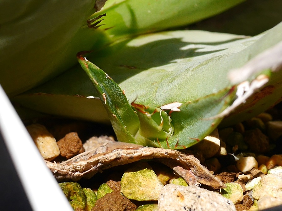 アガベ胴切り 2カ月後 | 植物男子ツボニワー - 楽天ブログ アガベ胴切り 2カ月後 | 植物男子ツボニワー - 楽天ブログ