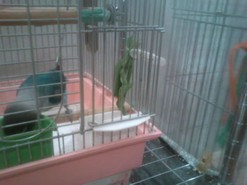 3 お掃除。。。.JPG