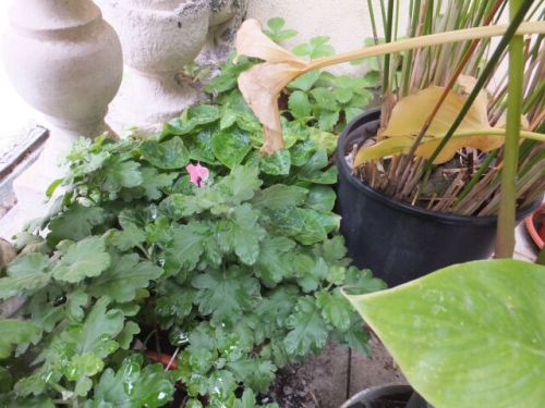 11 lunedi terazzo3.jpg