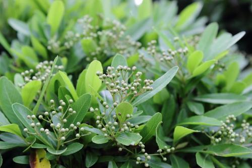 20160423 トキワサンザシ.jpg