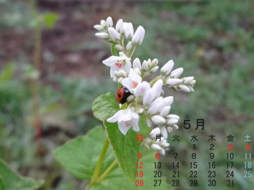カレンダー５月.jpg