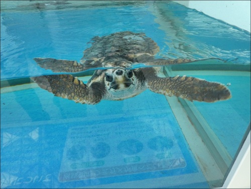 名古屋港水族館 ウミガメの赤ちゃんと ペンギン カプリス ラポール 楽天ブログ