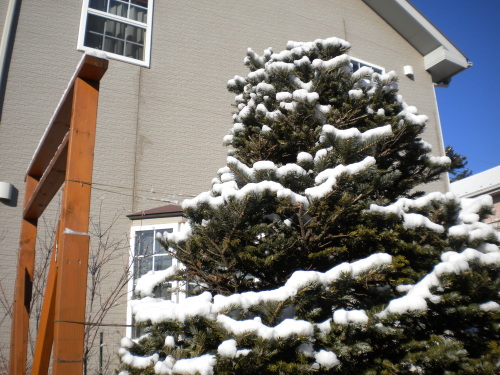 雪のもみの木.JPG