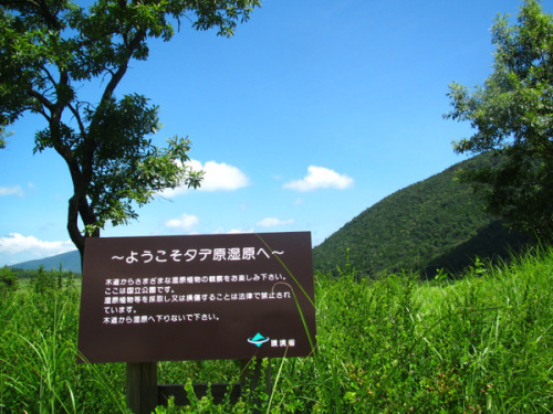 タデ原湿原.JPG