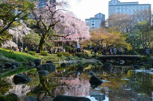 CHERRY BLOSSOM 4.Apr.2017 KOISHIKAWA KORAKUEN-3.jpg