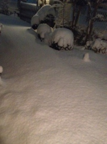夕べの大雪1.jpg