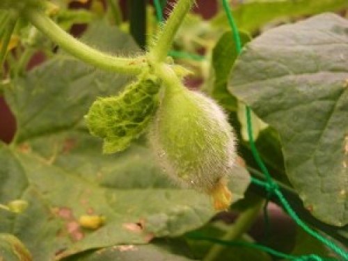 DSCN9080 (300x225).jpg