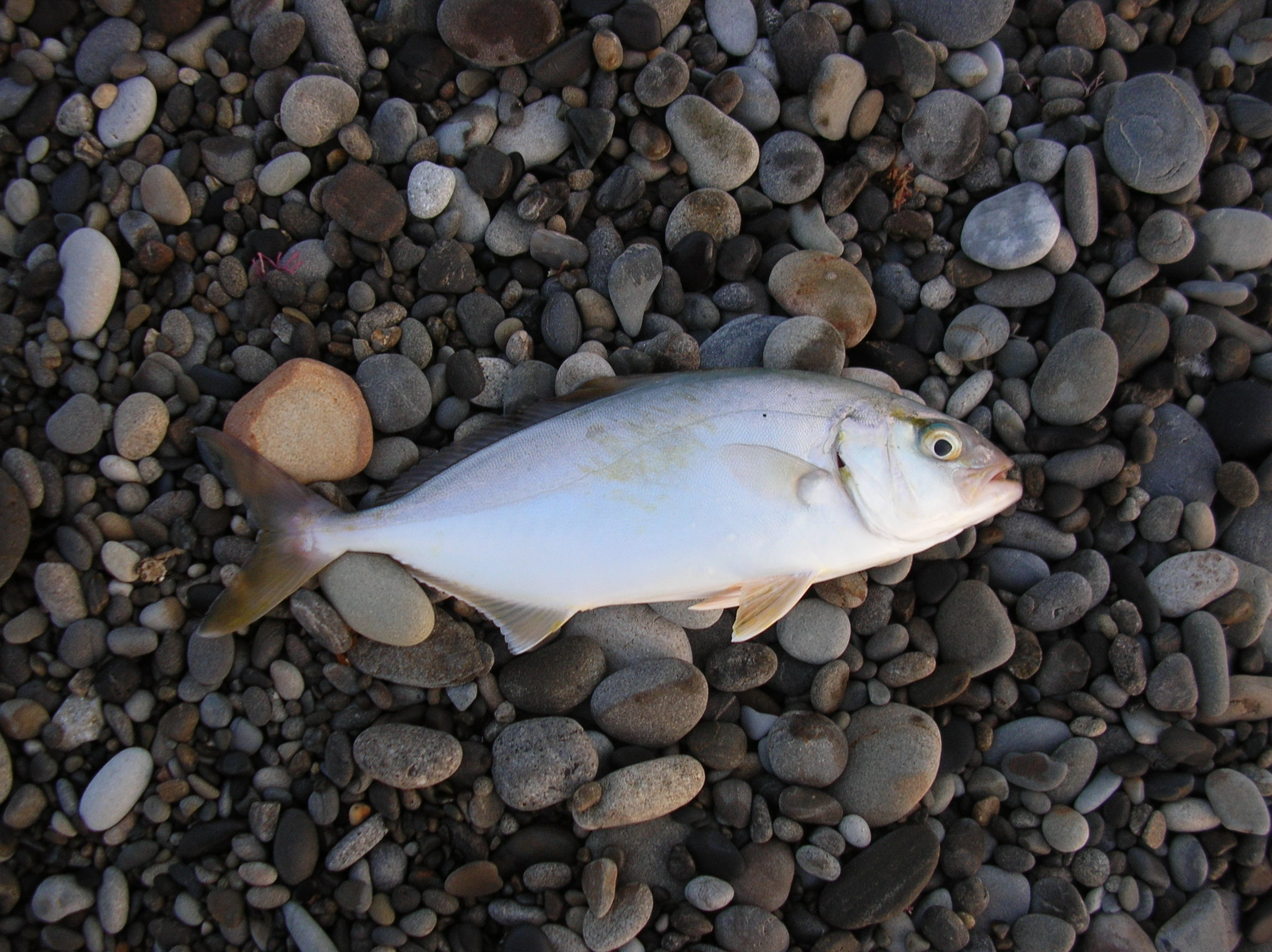 今年の釣果まとめ 釣りと日常 楽天ブログ