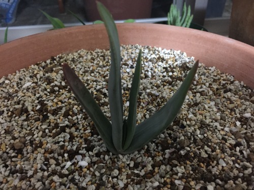 Aloe Plicatilis アロエ プリカティリス Aloe日記 楽天ブログ