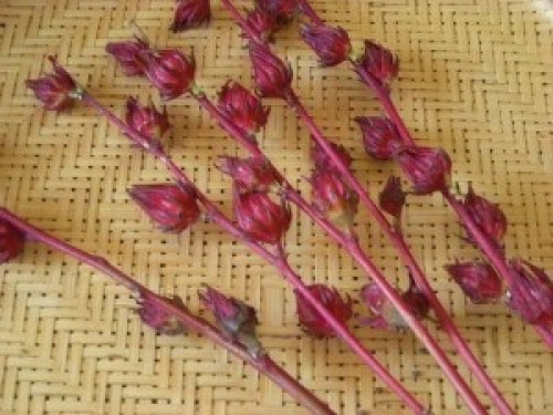 DSCN3171 (300x225).jpg