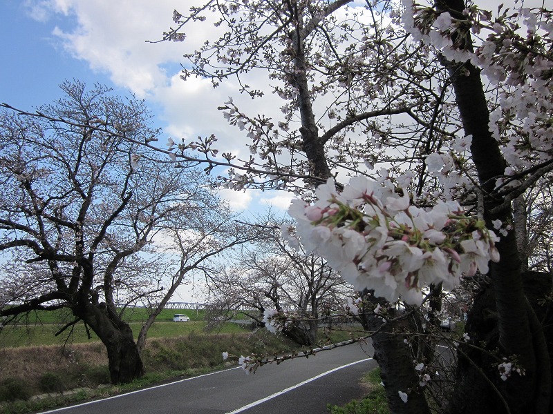 墨俣一夜城の桜の状況は おおがき桜情報 大垣市ブログ 楽天ブログ