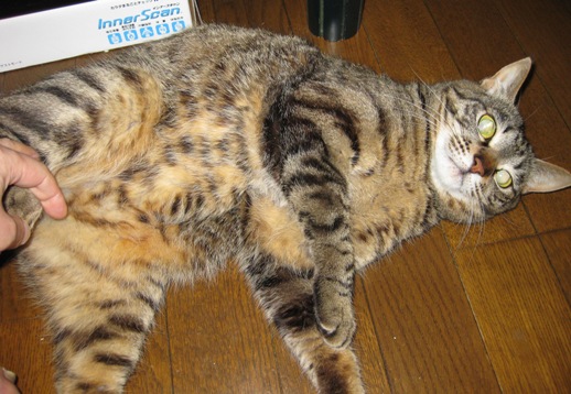 ペット ]  吾が輩は野良猫である - 楽天ブログ