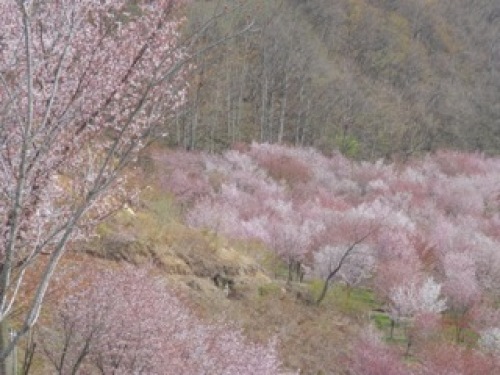 さくら峠.jpg