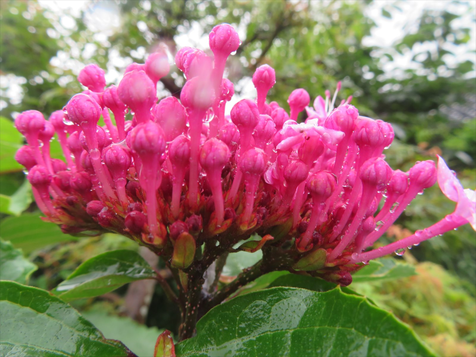 ボタンクサギ 7月10日 ニンニク父さんのブログ 楽天ブログ