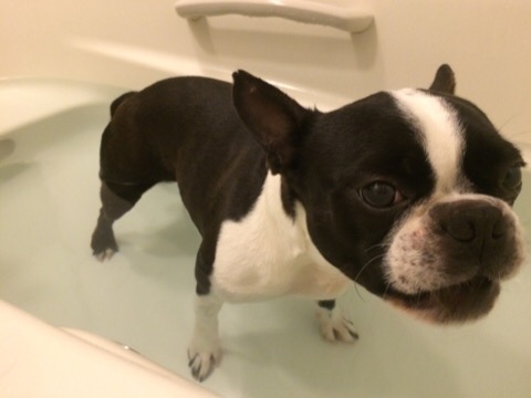 風呂好きな犬 セメント太郎が行く 楽天ブログ