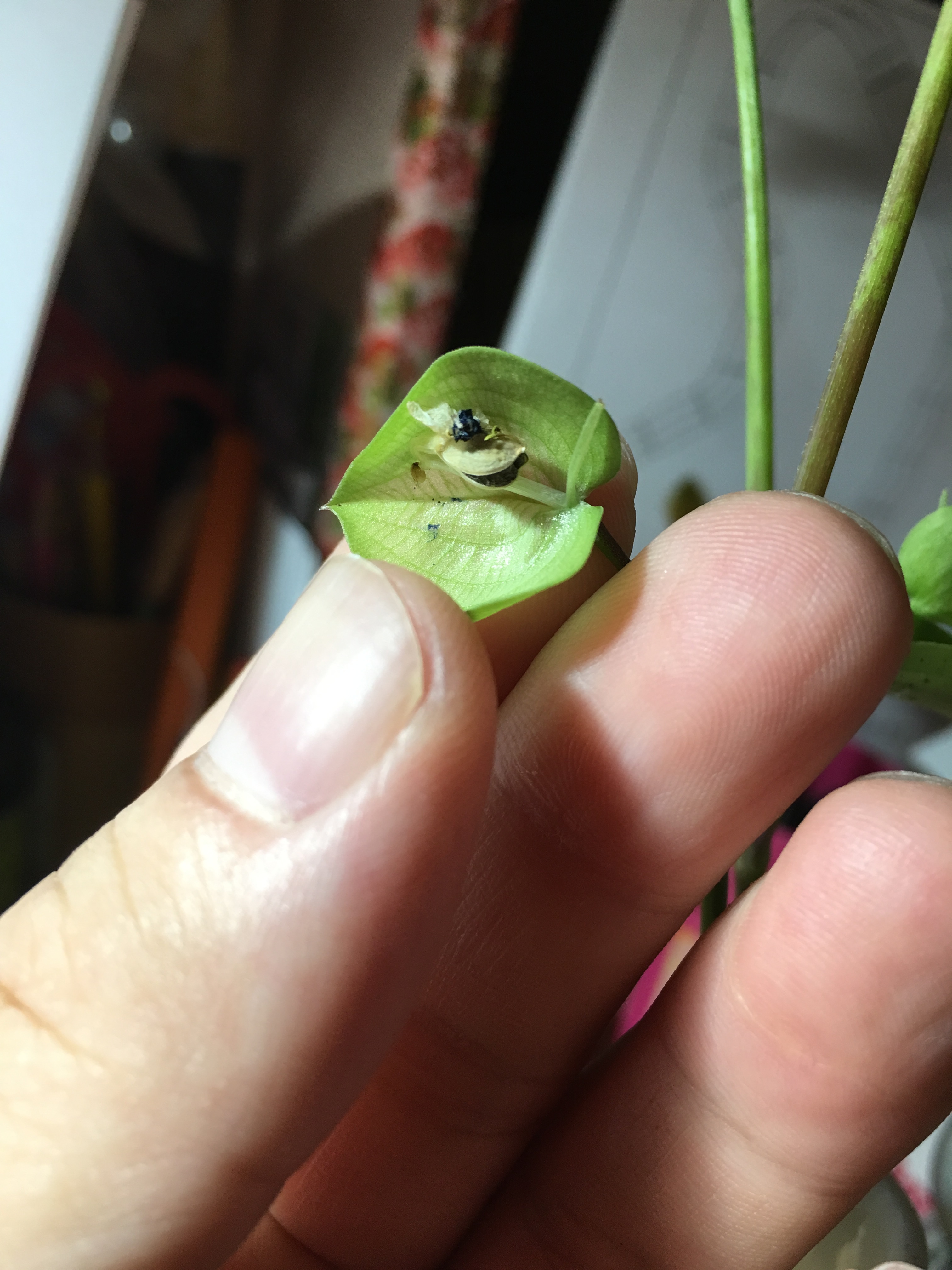 ツユクサを使った実験 観察 たるうさとは 楽天ブログ