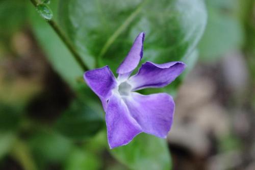 20160416 ツルニチソウ4.jpg