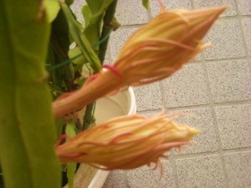 DSCN0097 (300x225).jpg