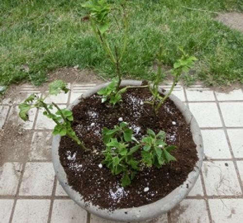 salvia160520-1.jpg