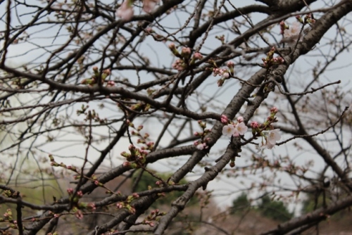 IMG_8192 (640x427).jpg