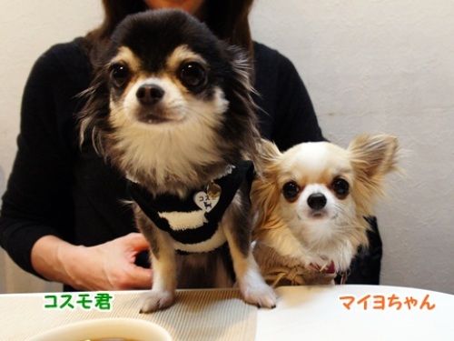 yomotsuku20120310-1.JPG