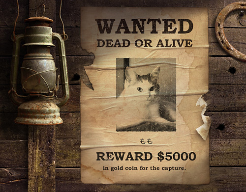 猫 ネコ WANTED ジェネレーター momocat_0420-2.jpg