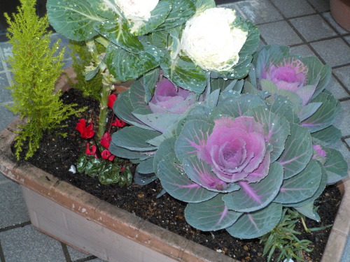 DSCN0257.JPG