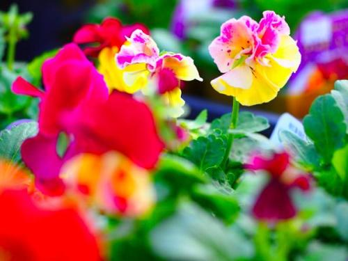 th_PB160649.jpg