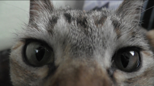 猫