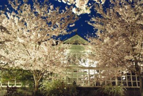 王子動物園夜桜.jpg