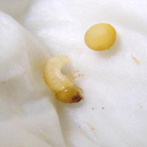 hB5BCβ (4).JPG