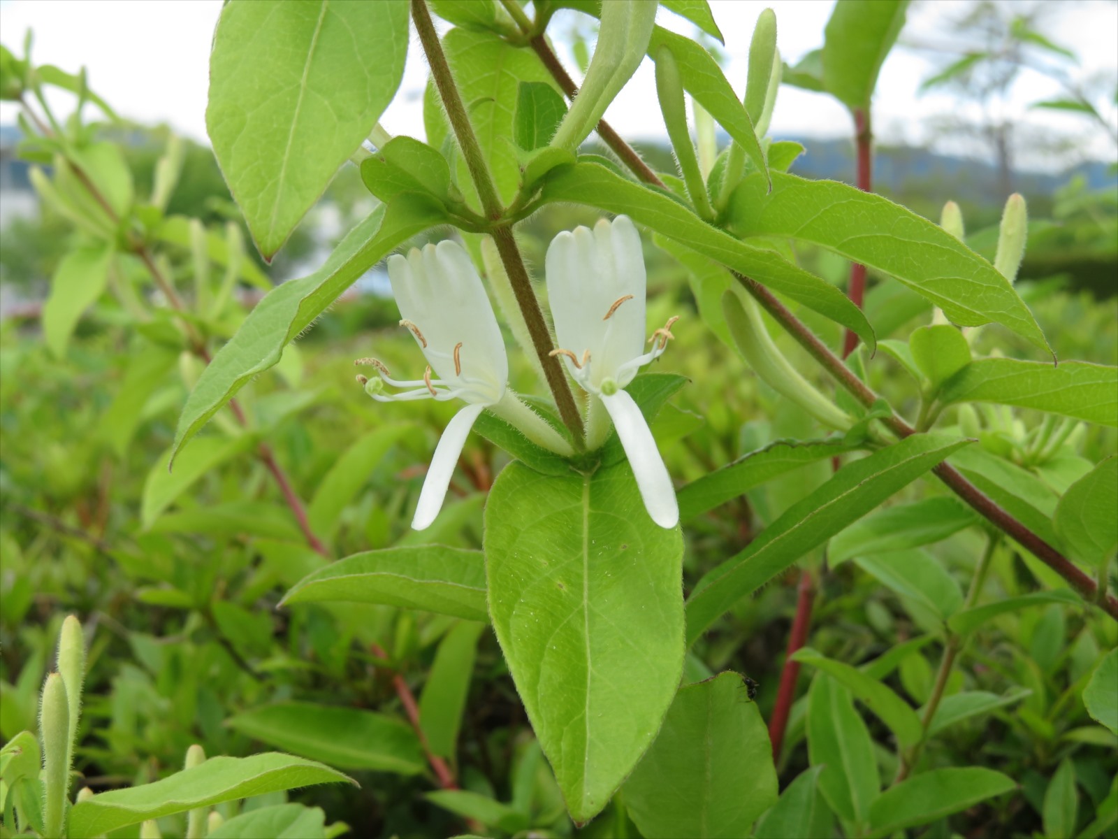 名も知らぬつる草の花 5月17日 ニンニク父さんのブログ 楽天ブログ