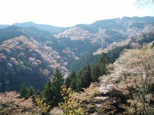 4一目千本（吉水神社から中千本）.jpg