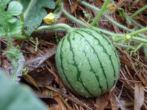 スイカの子.jpg