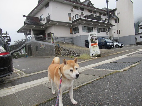 丸山温泉 古城館 | 柴犬ゴンのお散歩日記 - 楽天ブログ