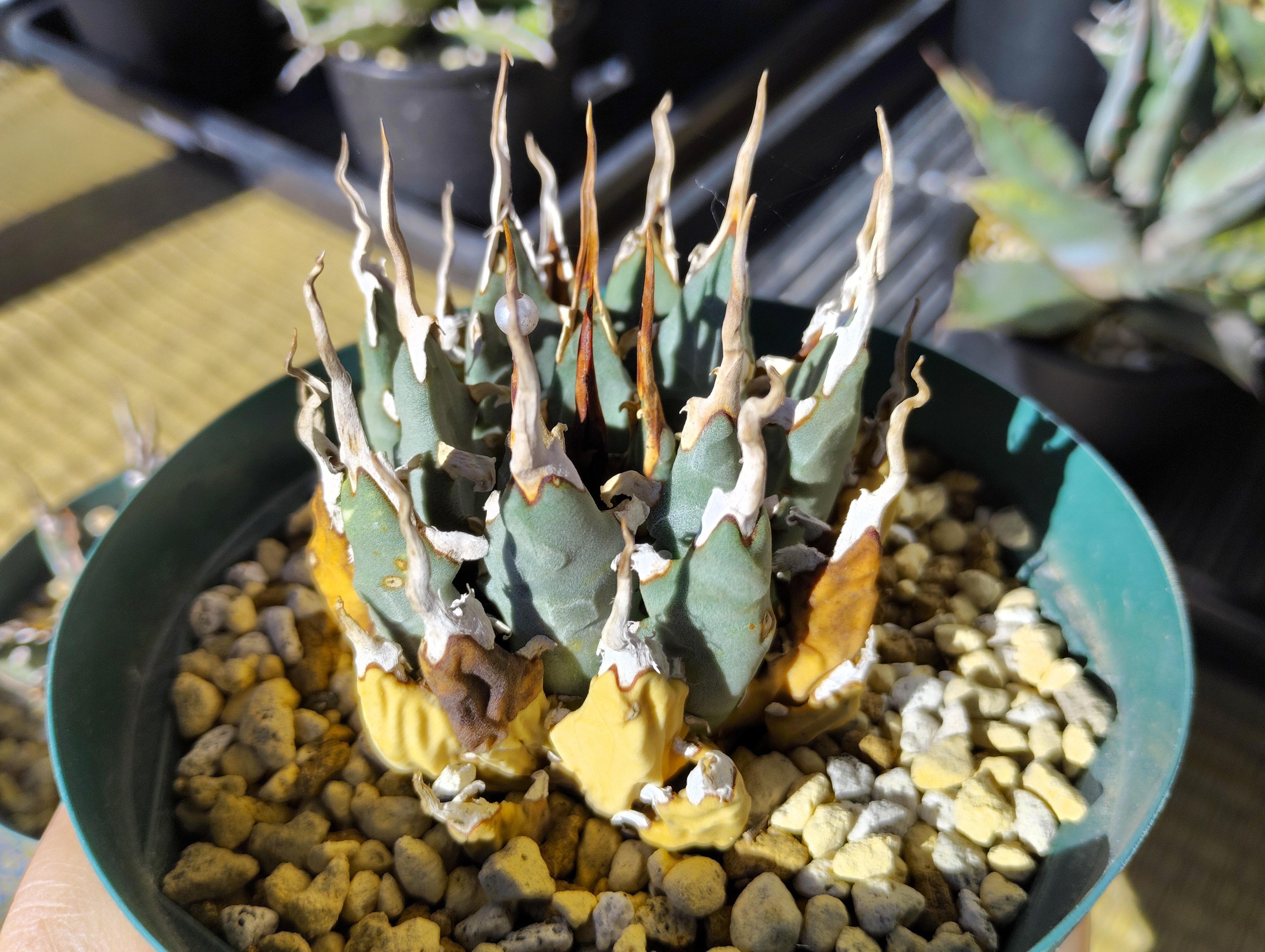 アガベ】エボリスピナとネバデンシスの違い🌱 | YOSS🌱GARÐEN - 楽天ブログ