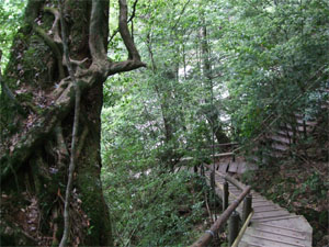 屋久島57.jpg