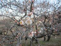IMG_2149_R.JPG