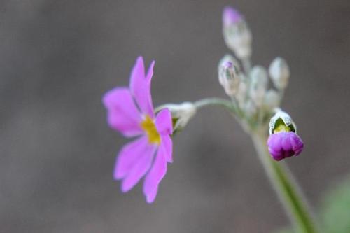 20151220 サクラソウ4.jpg