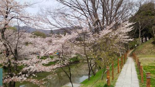 20150418上田18　お堀の桜.jpg