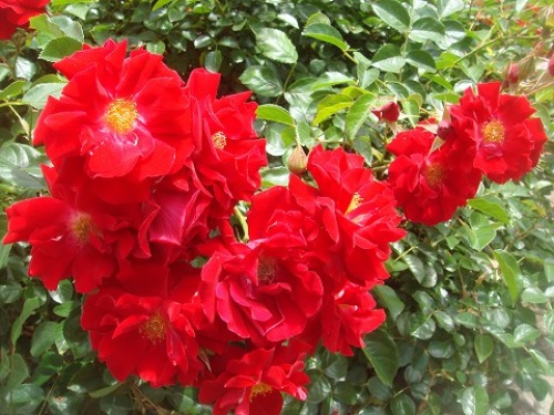 s-DSC07544.jpg