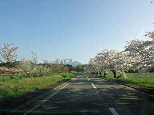 一本桜3.jpg