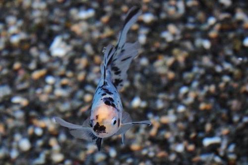 20160424 ブリストル朱文金.jpg