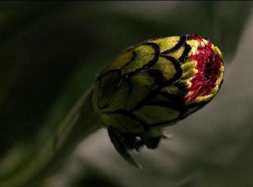 厳花