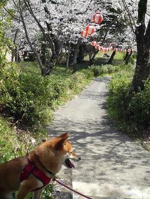 桜３(V.2012_04_04__05_09_06).jpg