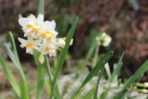20150228 水仙.jpg