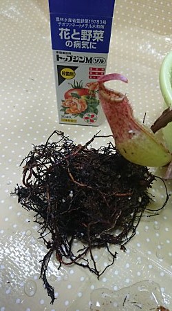 続 切り戻し 僕の食虫植物日記 楽天ブログ